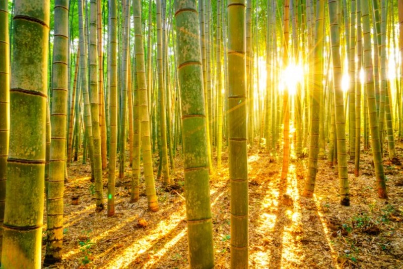Morning Fengshui Climate Pipes Bright 1232 4052
