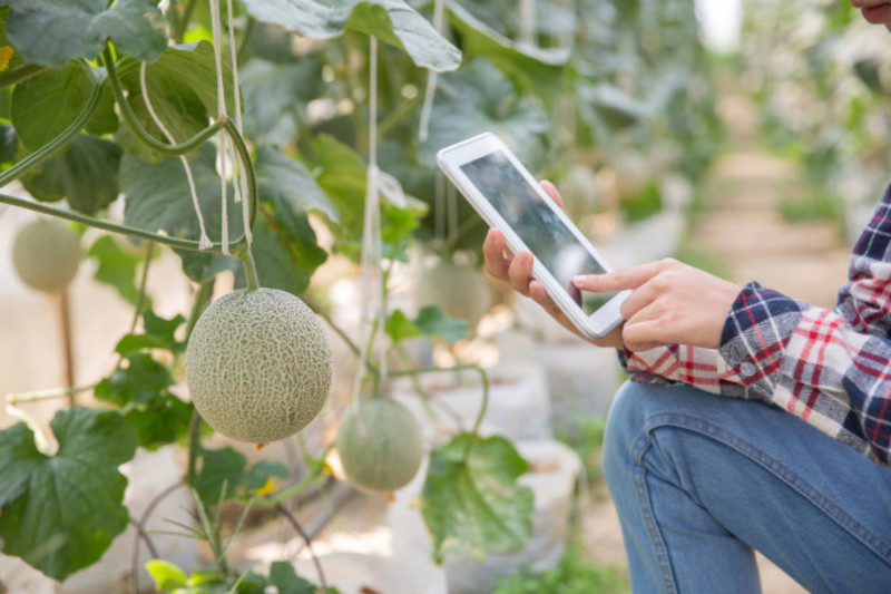 Farmer With Tablet Working Organic Hydroponic Vegetable Garden Greenhouse Smart Agriculture Farm Sensor Technology Concept Farmer Hand Using Tablet Monitoring Temperature 1150 10648