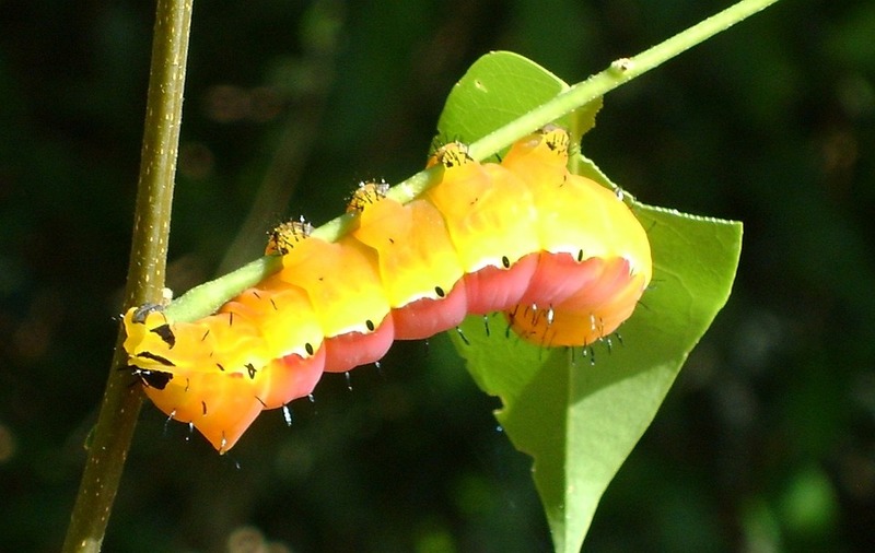 Caterpillar 21106 960 720