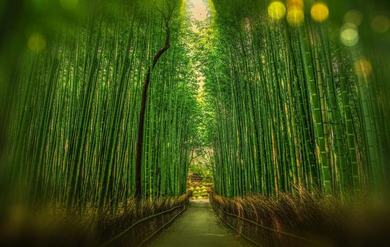 Pexels Pixabay 248812