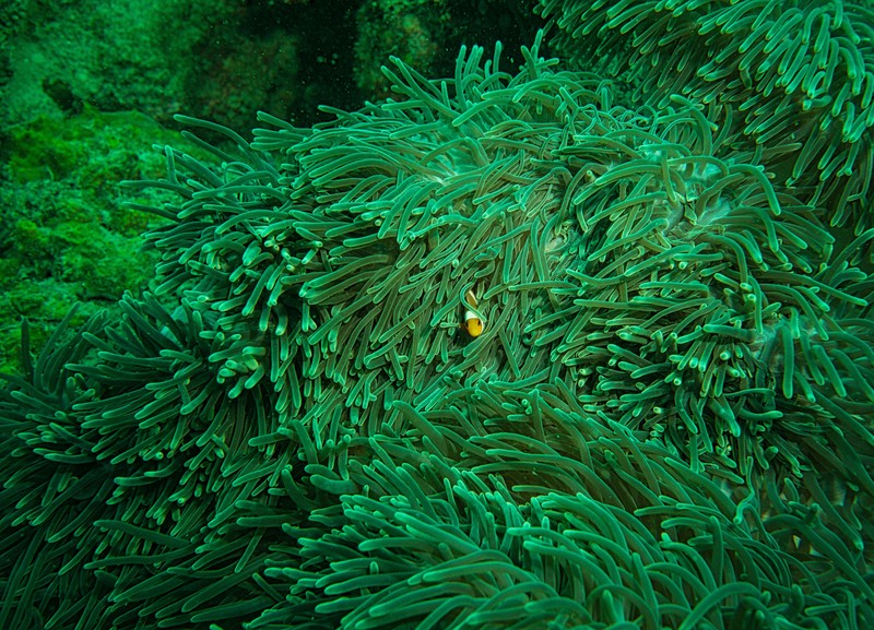 Pexels Tomfisk 3482724