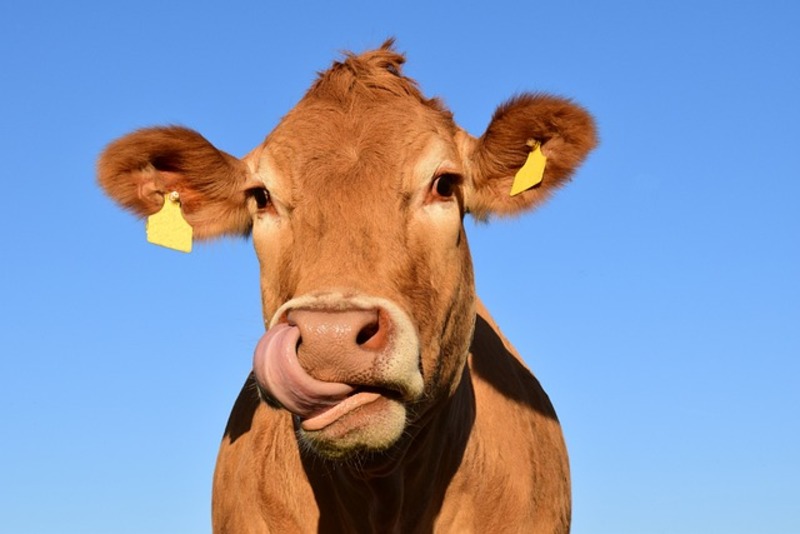 Cow G7080481ca 640