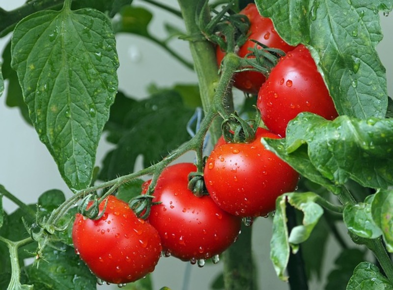 Tomatoes G743993b89 640