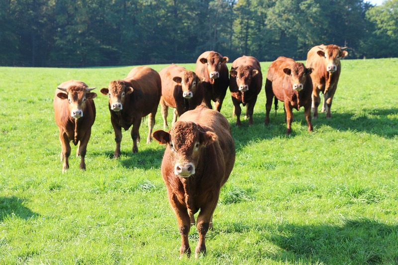 Vaches Rousses 2855242 1280(1)