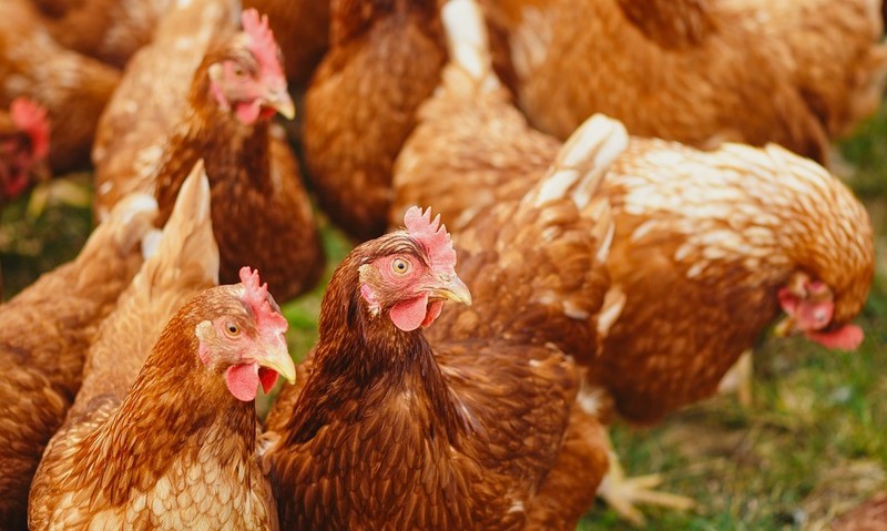 Chickens 4168127 960 720