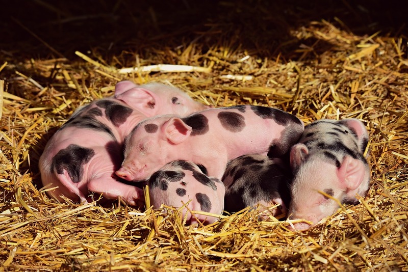 Piglets 3741880 1280