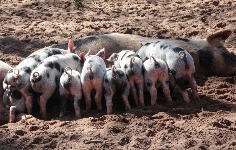 Pig Domestic Pig Suckle Piglet 45869