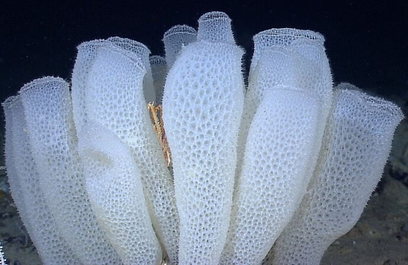 Lattices Oldvnew Web1