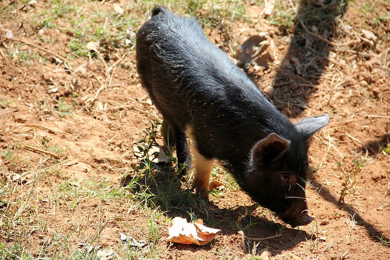 Pig Black Livestock Farm