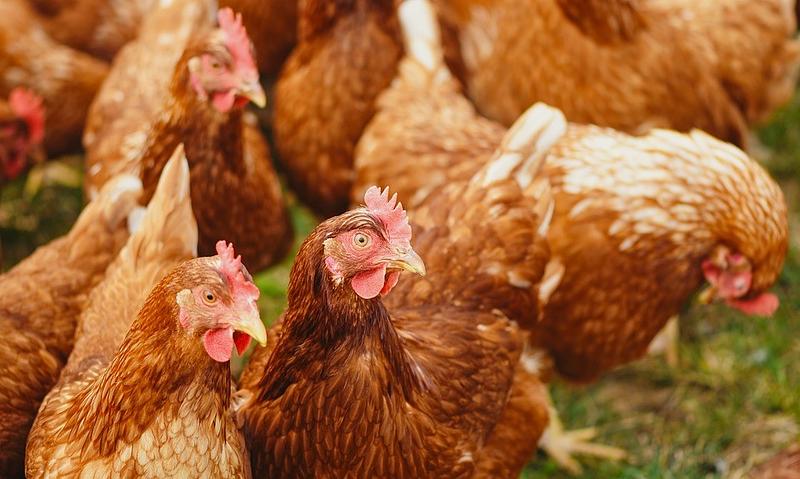 Chickens 4168127 960 720