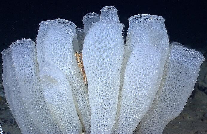 Lattices Oldvnew Web1