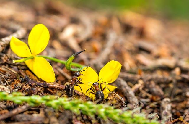 Pexels Aliaksandr Shyliayeu 2996174 7541249 (1)