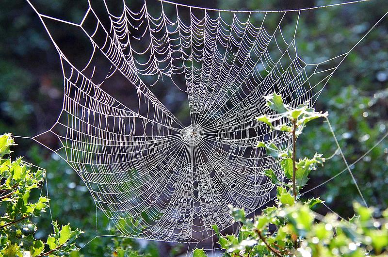 Pexels Pixabay 276242