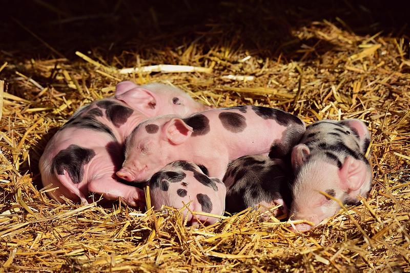 Piglets 3741880 1280